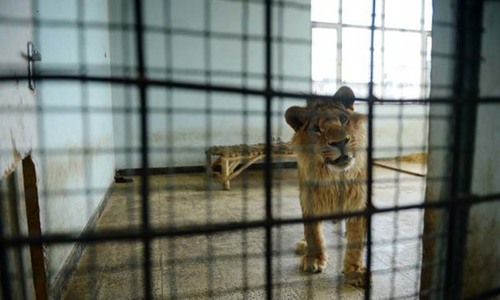 Peshawar Zoo a death cell for animals