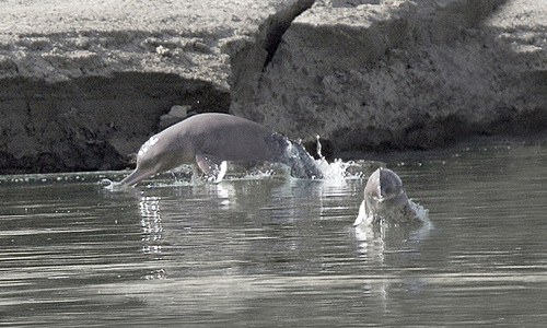 &lsquo;Over 90 species facing extinction&rsquo;