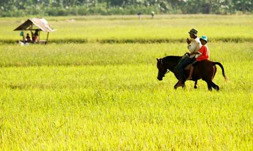 Low-caste Indian Dalit killed for owning horse in Gujarat