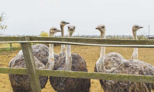 Ostrich farming thrives in Punjab
