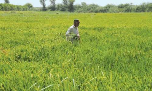 Kharif crop targets set amid irrigation water shortage Kharif crop targets set amid irrigation water shortage