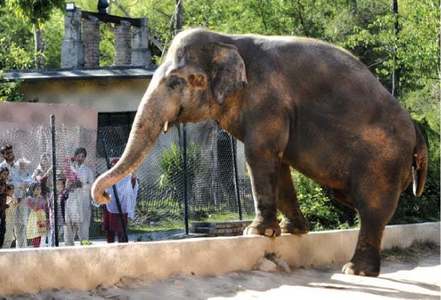 Blind elephants used by tourists at popular Indian fort