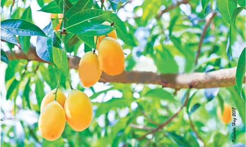 Mango production likely to go sour