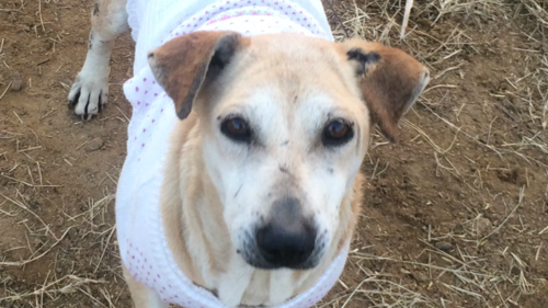 How to protect your pet from heatstroke this summer