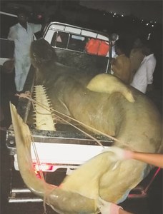 1,320kg, 15-foot-long rare sawfish chopped, sold off