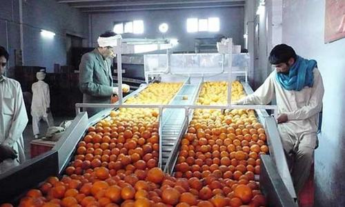 Kinno exports hit record volume at 370,000 tonnes