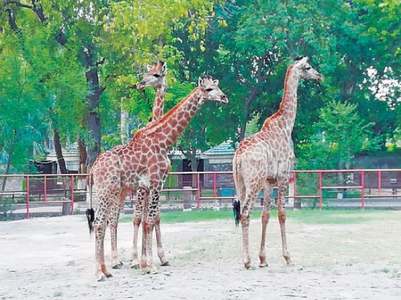 Much-awaited trio of giraffes reaches zoo