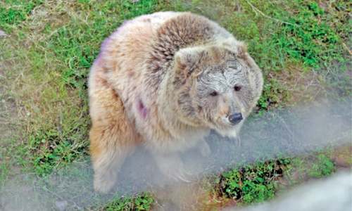 Bear at Marghazar Zoo dies due to &lsquo;tumour&rsquo;