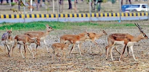 &lsquo;Wolf&rsquo; kills five deer in Marghazar Zoo&rsquo;s F-8 enclosure