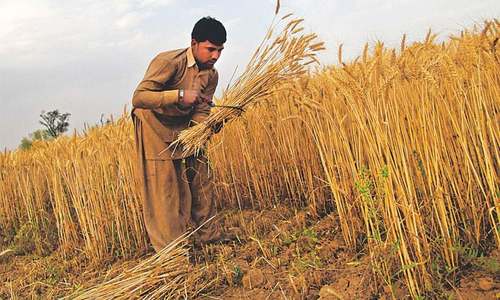 Agriculture credit rises by 38pc to Rs972bn Agriculture credit rises by 38pc to Rs972bn