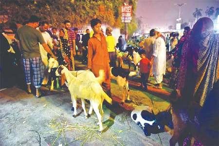 City witnesses mushroom growth of roadside animal sale points