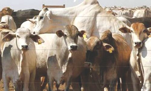Is price control killing the meat industry? Is price control killing the meat industry?