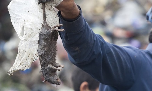 7 people are bitten by rats in Peshawar everyday. How will this stop?
