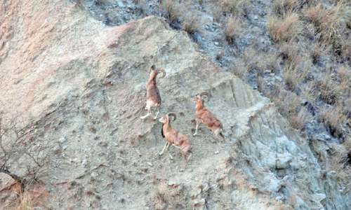 Poaching of urials goes unchecked
