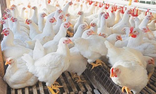 Gearing up for chicken exports Gearing up for chicken exports