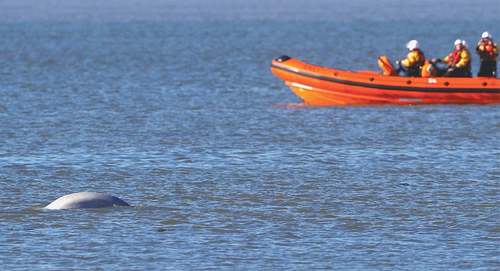 Arctic beluga whale &lsquo;swimming strongly&rsquo; in Thames estuary