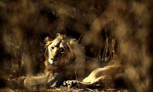 India watches for deadly virus as lion deaths spike