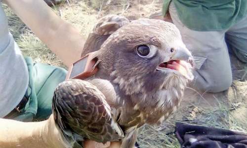 WWF-Russia alerts conservationists to Saker Falcon in Balochistan