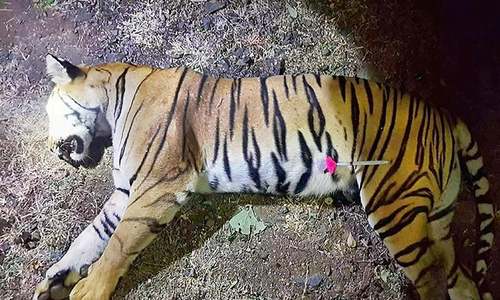Indian minister turns on own party over killing of man-eating tiger