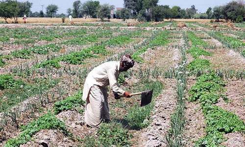 Why agricultural subsidies don&rsquo;t always work