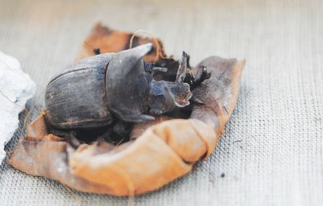 Ancient Egyptian tombs yield rare find of mummified scarab beetles Ancient Egyptian tombs yield rare find of mummified scarab beetles