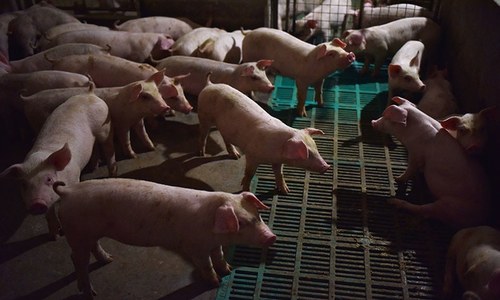 'Very serious': African swine fever spreads in China