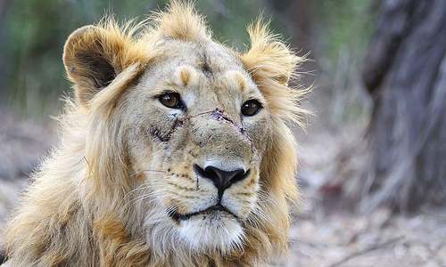 Goods train kills three endangered lions in India Goods train kills three endangered lions in India