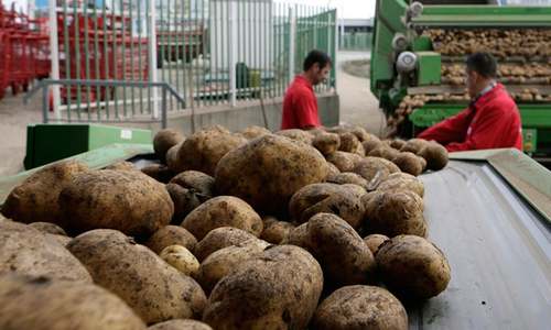China to import potatoes: envoy China to import potatoes: envoy