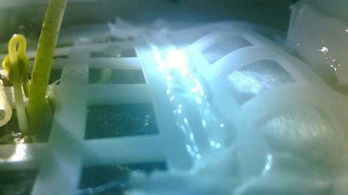 China&rsquo;s moon cotton experiment ends in freezing lunar night