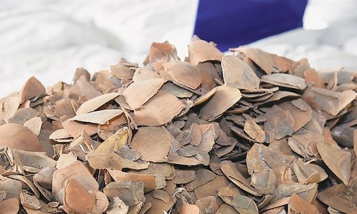 1,200kg meat of turtles, pangolins looted from Sindh wildlife office; police suspect 'inside job' 1,200kg meat of turtles, pangolins looted from Sindh wildlife office; police suspect 'inside job'