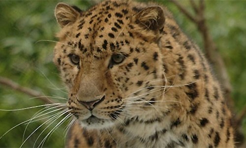 Leopard kills domestic animals in Shahdara village
