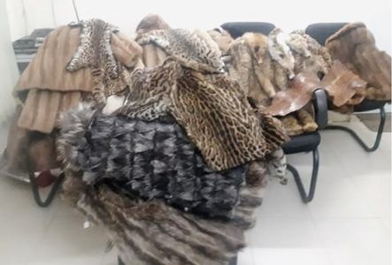 MCI raids shop, confiscates 24 leopard fur jackets