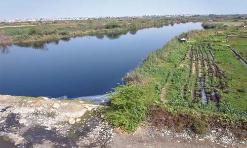 Experts call for making barren parks in city green