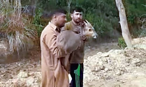 Indian wild deer set free in Sakmal forest