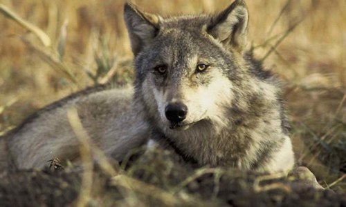 Wolf of rare species killed in Sulaiman Range