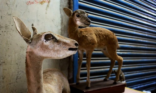 Taxidermy: Making dead animals come alive