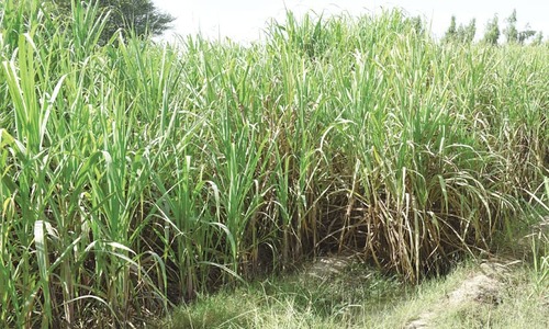 Only option is to limit cane cultivation