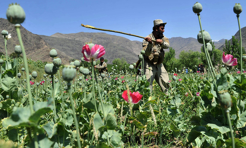 Balochistan govt, ANF join hands to stop poppy cultivation Balochistan govt, ANF join hands to stop poppy cultivation