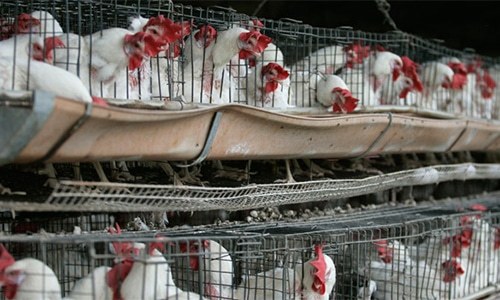 Thousands of chickens dead of Ranikhet disease in Hassanabdal&rsquo;s poultry farms