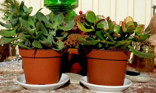 Call for urban forestry, mini dams to mitigate climate change impact