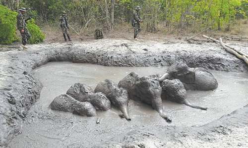 Rangers free six trapped baby elephants in Thailand