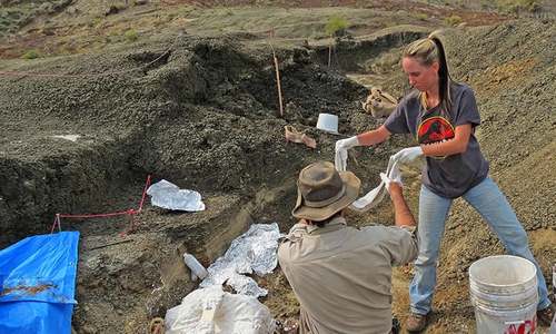 Fossil &lsquo;mother lode&rsquo; records Earth-shaking asteroid&rsquo;s impact, says study