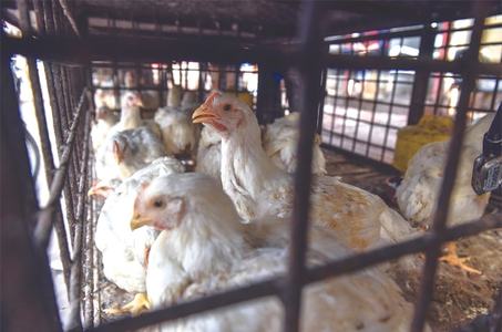 Chicken feed, water samples in city found contaminated with heavy metals Chicken feed, water samples in city found contaminated with heavy metals