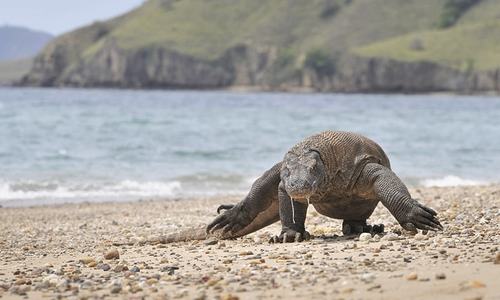 Indonesia eyes island closure to thwart smuggling of komodo dragon Indonesia eyes island closure to thwart smuggling of komodo dragon