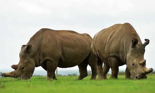 Rhino hunter killed by elephant, eaten by lions in South Africa