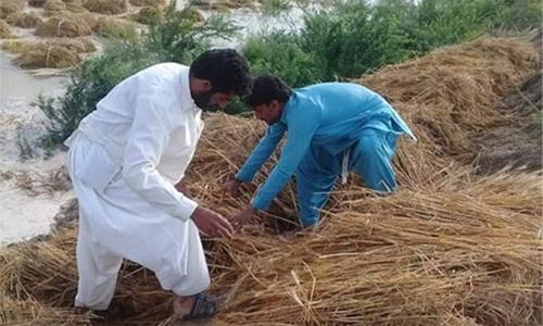 Rain causes widespread crop damage in southern Punjab