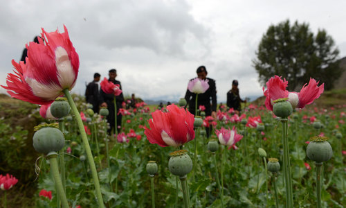 KP combats poppy cultivation with US assistance KP combats poppy cultivation with US assistance