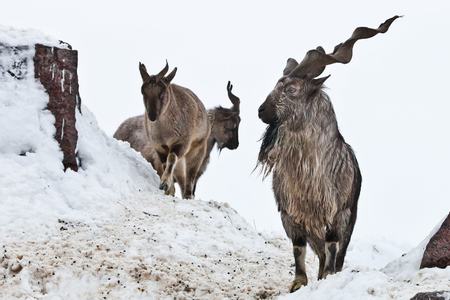 Requests to increase Markhor&rsquo;s trophy hunting permits declined