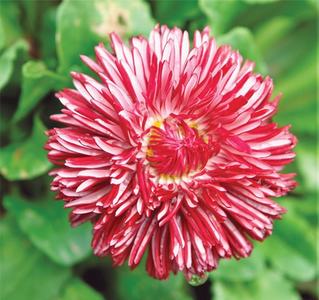 GARDENING: THE SMALL URBAN GARDEN