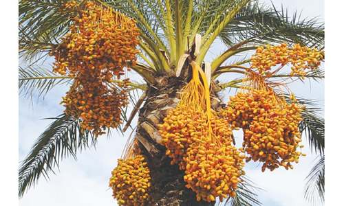 Date exports fall after Indian duties